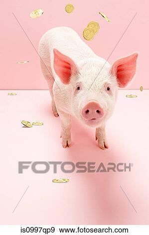 Piglet under falling gold coins, studio shot View Large Photo Image Stock Photo - Piglet under falling gold coins, studio shot. Fotosearch