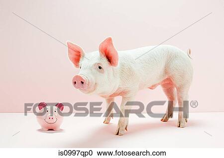 Stock Image - Piglet with piggybank in studio. Fotosearch