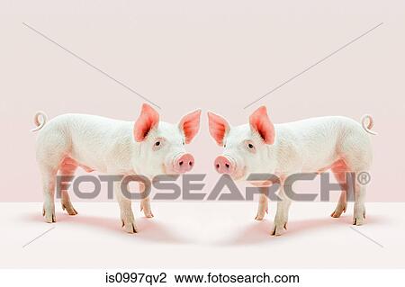 Piglets standing face to face in studio View Large Photo Image Stock Image - Piglets standing face to face in studio. Fotosearch