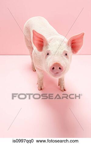Portrait of piglet, studio shot View Large Photo Image Stock Image - Portrait of piglet, studio shot. Fotosearch