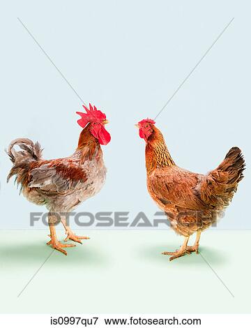 Rooster and hen standing in studio View Large Photo Image Stock Photo - Rooster and hen standing in studio. Fotosearch