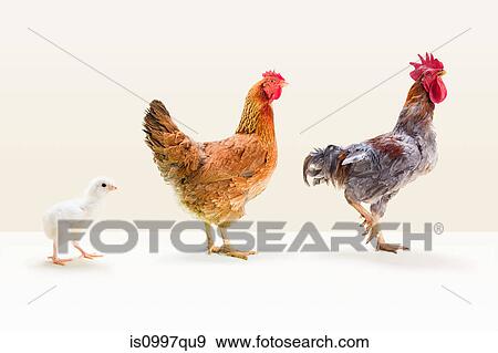 Rooster and hen standing with chick in studio View Large Photo Image Stock Photo - Rooster and hen standing with chick in studio. Fotosearch