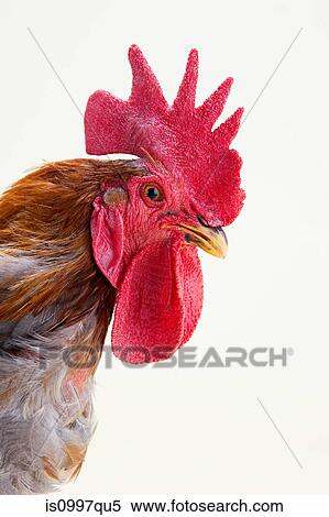 Rooster profile, studio shot View Large Photo Image Stock Photography - Rooster profile, studio shot. Fotosearch