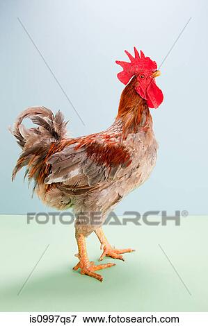 Rooster standing in studio View Large Photo Image Stock Photo - Rooster standing in studio. Fotosearch