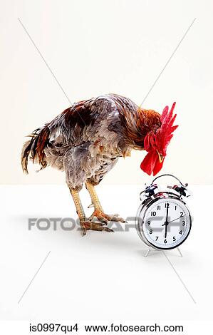 Rooster standing near alarm clock, studio shot View Large Photo Image Picture - Rooster standing near alarm clock, studio shot. Fotosearch