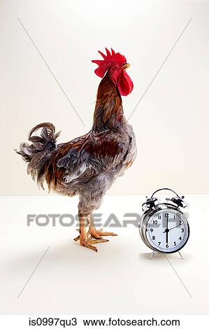 Rooster standing near alarm clock, studio shot View Large Photo Image Stock Image - Rooster standing near alarm clock, studio shot. Fotosearch