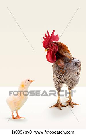 Rooster standing with chick in studio View Large Photo Image Stock Image - Rooster standing with chick in studio. Fotosearch