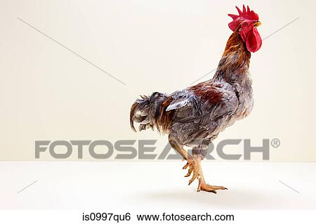 Rooster walking in studio View Large Photo Image Stock Photograph - Rooster walking in studio. Fotosearch