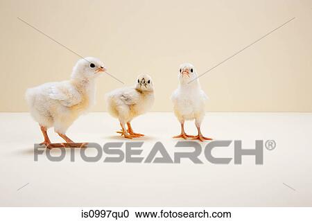 Three chicks against beige background, studio shot View Large Photo Image Stock Image - Three chicks against beige background, studio shot. Fotosearch