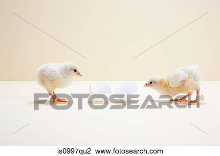 Stock Image - Two chicks looking at egg shell, studio shot. Fotosearch