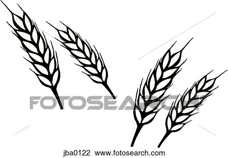 Drawing - bunch of wheat b&w. Fotosearch