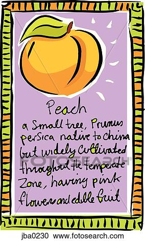 Clipart - definition of a peach. Fotosearch