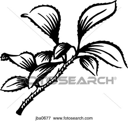 stem and leaves b&w View Large Illustration Stock Illustration - stem and leaves b&w. Fotosearch