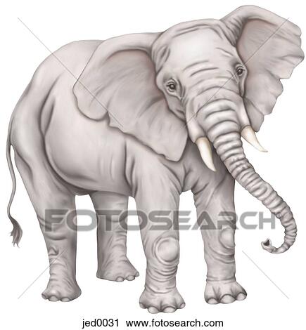 elephant View Large Illustration Clip Art - elephant. Fotosearch