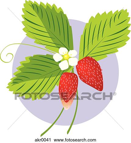 Clip Art - freshly picked strawberries. Fotosearch