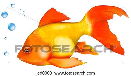 Drawing - goldfish. Fotosearch