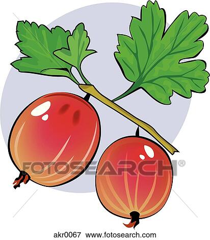 gooseberries View Large Illustration Stock Illustration - gooseberries. Fotosearch