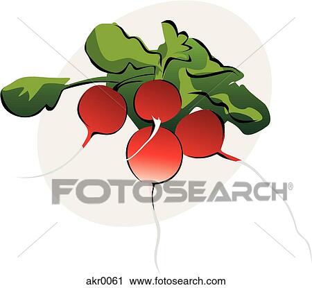 radishes View Large Illustration Clip Art - radishes. Fotosearch