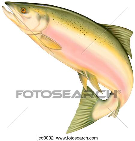 salmon View Large Illustration Drawing - salmon. Fotosearch