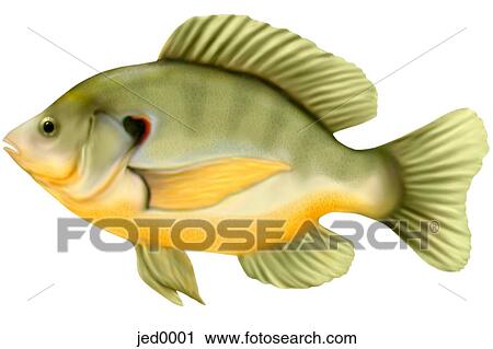 Clip Art - sunfish. Fotosearch