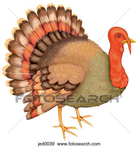 turkey View Large Illustration Stock Illustration - turkey. Fotosearch