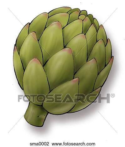 artichoke View Large Illustration Drawing - artichoke. Fotosearch