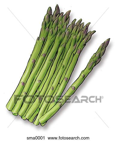asparagus View Large Illustration Clip Art - asparagus. Fotosearch