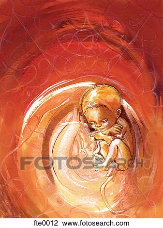 Baby In De Baarmoeder Tekening