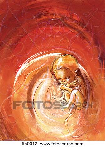 Drawing - baby in the womb. Fotosearch