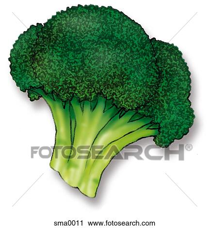 broccoli View Large Illustration Clip Art - broccoli. Fotosearch