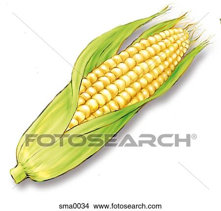 Stock Illustration - corn with husk. Fotosearch