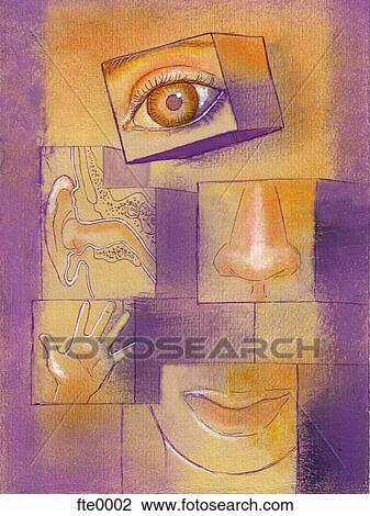 five senses View Large Illustration Drawing - five senses. Fotosearch