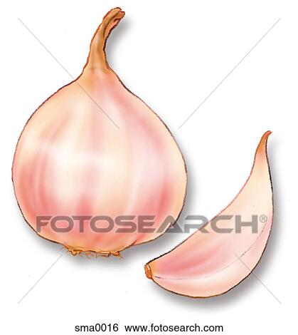 garlic View Large Illustration Stock Illustration - garlic. Fotosearch