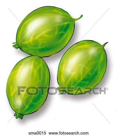 gooseberry View Large Illustration Stock Illustration - gooseberry. Fotosearch