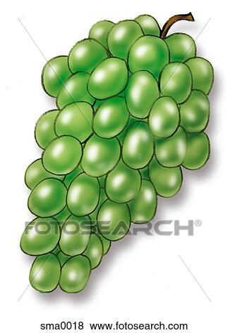 Stock Illustration - green grapes. Fotosearch