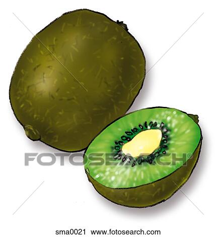 kiwi View Large Illustration Clip Art - kiwi. Fotosearch