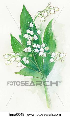 Stock Illustration - lily of the valley. Fotosearch