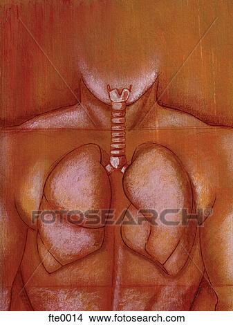 lungs View Large Illustration Stock Illustration - lungs. Fotosearch
