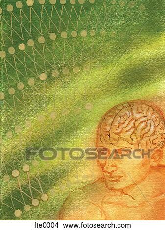 man's brain View Large Illustration Stock Illustration - man's brain. Fotosearch