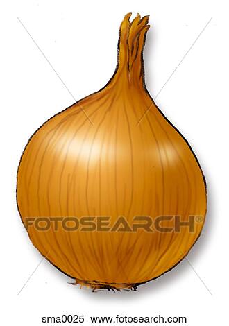 Stock Illustration - onion. Fotosearch