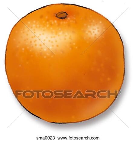 Drawing - orange. Fotosearch