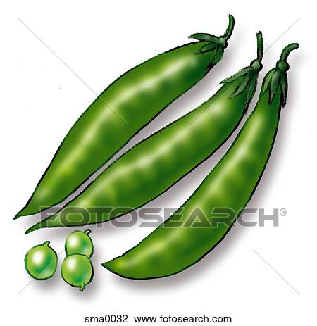 Peas Drawing | sma0032 | Fotosearch