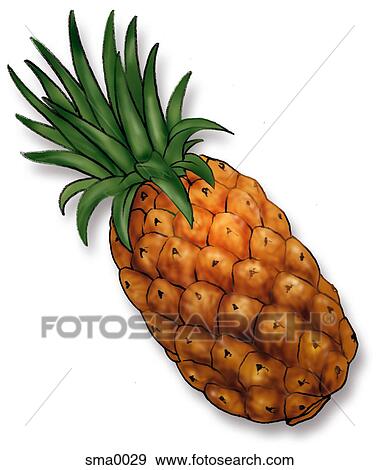 pineapple View Large Illustration Stock Illustration - pineapple. Fotosearch