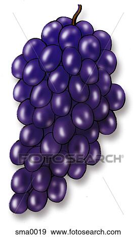 purple grapes View Large Illustration Stock Illustration - purple grapes. Fotosearch