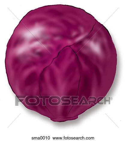 Clipart - red cabbage. Fotosearch