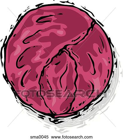 red cabbage View Large Illustration Stock Illustration - red cabbage. Fotosearch