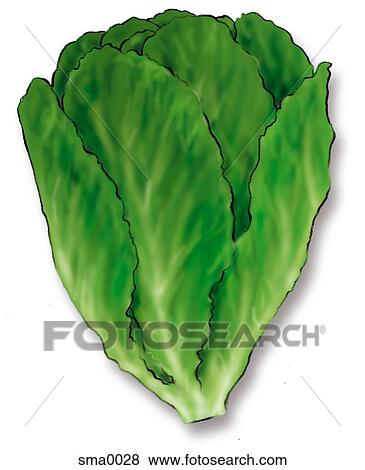 Romaine レタス イラスト Sma0028 Fotosearch Romaine レタス イラスト Sma0028 Fotosearch