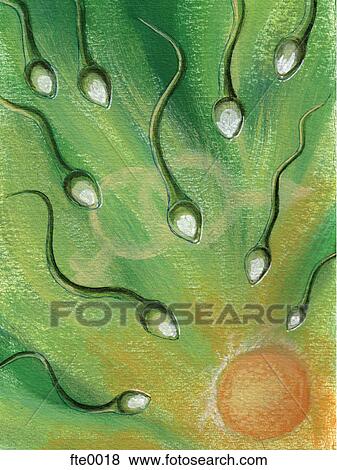 Stock Illustration - sperm and egg. Fotosearch