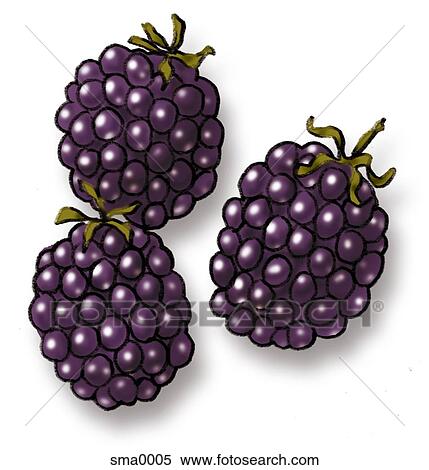 three blackberries View Large Illustration Stock Illustration - three blackberries. Fotosearch