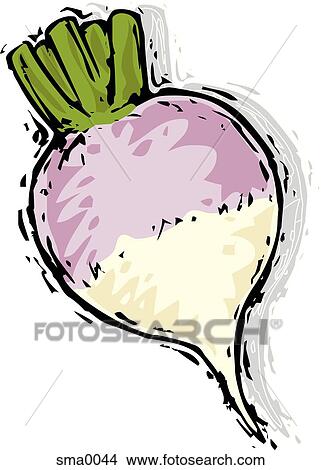 turnip View Large Illustration Stock Illustration - turnip. Fotosearch